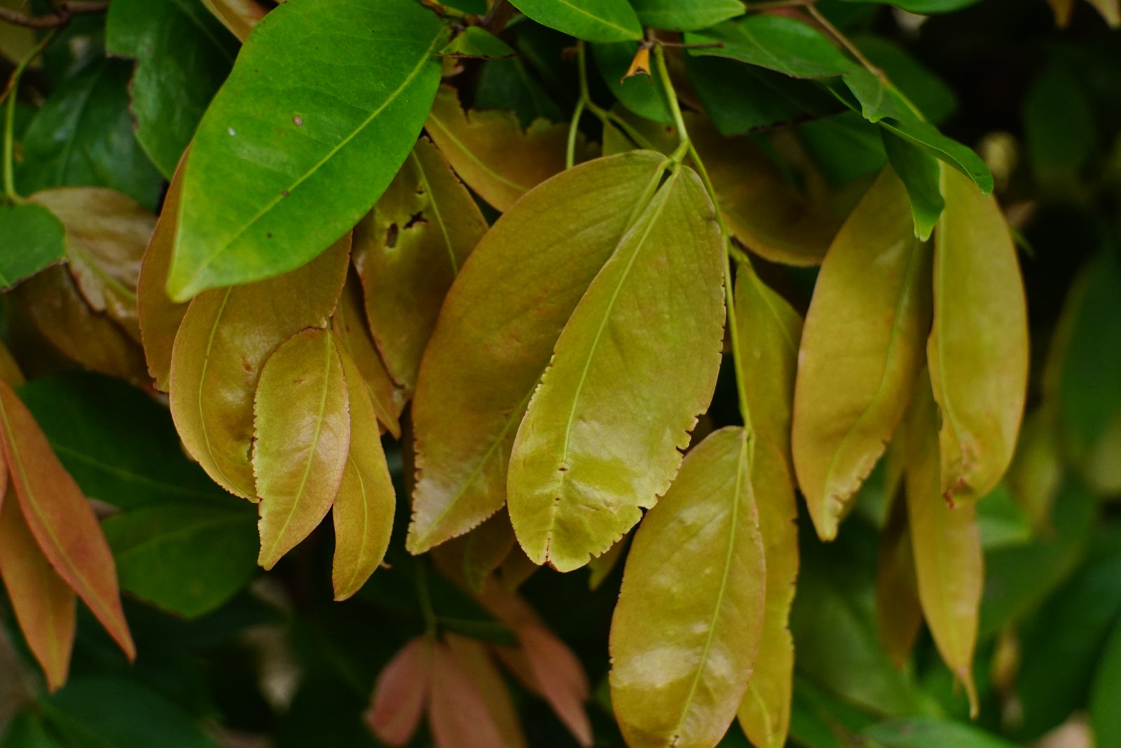 Carapit Tree ARBOREATRIX